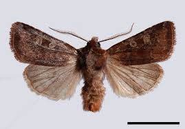 Attēlu rezultāti vaicājumam “Cerastis leucographa”