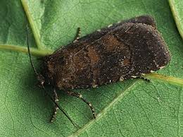 Attēlu rezultāti vaicājumam “Rusina ferruginea male”