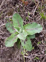 Attēlu rezultāti vaicājumam “Hypochaeris maculata”