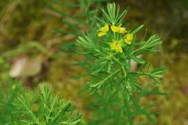 Attēlu rezultāti vaicājumam “Euphorbia cyparissias fruit”