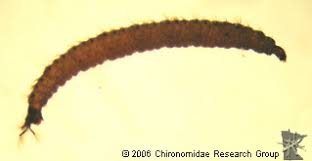 Attēlu rezultāti vaicājumam “Psychodidae”