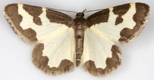 Attēlu rezultāti vaicājumam “Lomaspilis marginata”