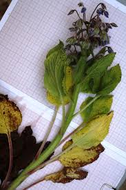 Attēlu rezultāti vaicājumam “Borago officinalis leaf”