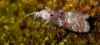 Attēlu rezultāti vaicājumam “Pyralididae”