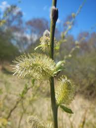 Attēlu rezultāti vaicājumam “Salix cinerea female flower”