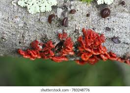 Attēlu rezultāti vaicājumam “Cytidia salicina”