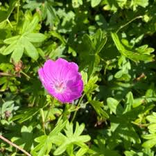 Image result for Storchschnäbel