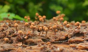 Attēlu rezultāti vaicājumam “Cribraria ferruginea macro”