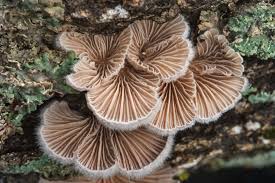 Attēlu rezultāti vaicājumam “Schizophyllum commune”