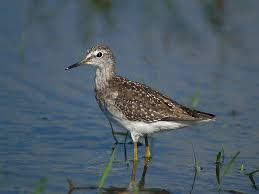 Attēlu rezultāti vaicājumam “Tringa glareola”