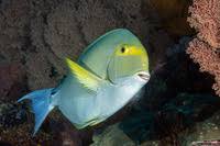 Image result for Acanthurus xanthopterus