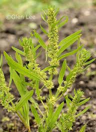 Attēlu rezultāti vaicājumam “Rumex maritimus fruit”