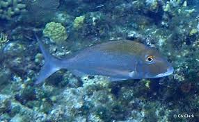 Image result for Calamus bajonado