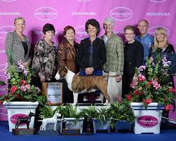 Image result for Banbury Bulldogs