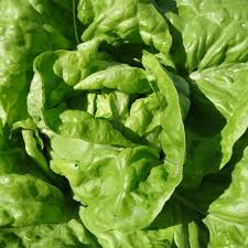 Image result for Kopfsalat