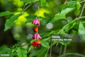 Attēlu rezultāti vaicājumam “Euonymus verrucosus fruit”