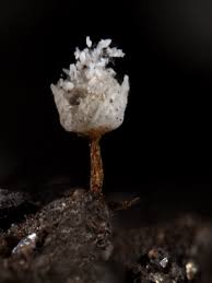 Attēlu rezultāti vaicājumam “Craterium leucocephalum”