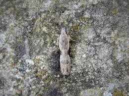 Attēlu rezultāti vaicājumam “Hypatima rhomboidella”