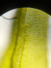 Attēlu rezultāti vaicājumam “Dichodontium pellucidum macro”