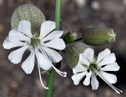 Attēlu rezultāti vaicājumam “Silene vulgaris flower”