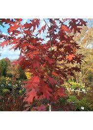 Attēlu rezultāti vaicājumam “Quercus rubra”