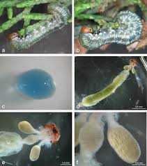 Attēlu rezultāti vaicājumam “Gynaephora selenitica larva”