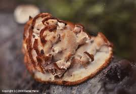 Attēlu rezultāti vaicājumam “Postia leucomallella”