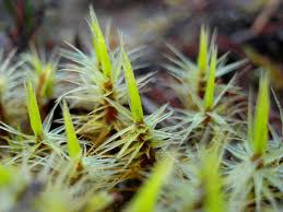 Attēlu rezultāti vaicājumam “Dicranum polysetum sporophyte”