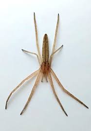 Attēlu rezultāti vaicājumam “Tibellus oblongus”