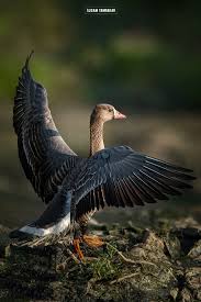 Attēlu rezultāti vaicājumam “Anser albifrons”