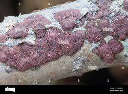 Attēlu rezultāti vaicājumam “Hypoxylon fuscum”