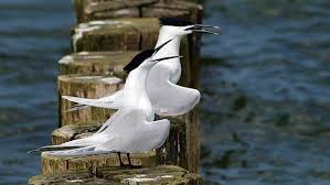 Attēlu rezultāti vaicājumam “Sterna sandvicensis adult”