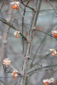 Attēlu rezultāti vaicājumam “Euonymus europaeus bud”
