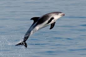 Image result for Lagenorhynchus albirostris