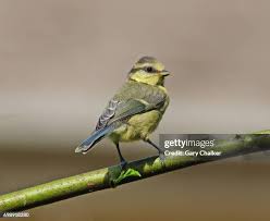 Attēlu rezultāti vaicājumam “Cyanistes caeruleus juvenile”