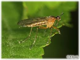 Attēlu rezultāti vaicājumam “Empididae”