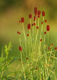 Attēlu rezultāti vaicājumam “Sanguisorba officinalis bud”