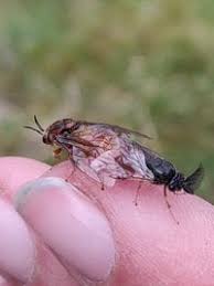 Attēlu rezultāti vaicājumam “Gilpinia”