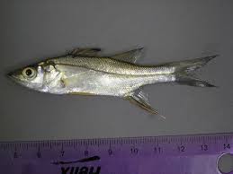 Image result for Centropomus parallelus