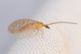 Attēlu rezultāti vaicājumam “Hemerobius perelegans”