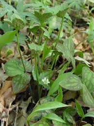 Attēlu rezultāti vaicājumam “Tranzschelia pruni-spinosae spores”