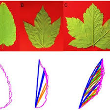 Attēlu rezultāti vaicājumam “Acer pseudoplatanus leaf”