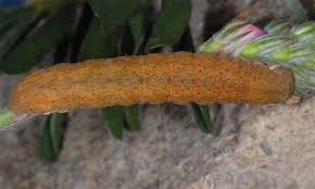 Attēlu rezultāti vaicājumam “Agrochola litura imago”