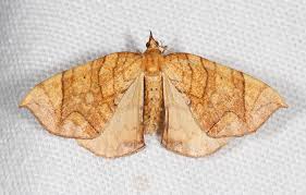 Attēlu rezultāti vaicājumam “Eulithis sp.”