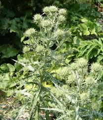Image result for Ptilostemon afer
