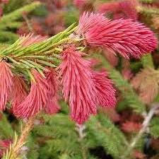 Attēlu rezultāti vaicājumam “Picea abies female flower”