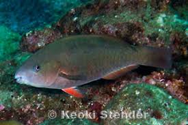 Image result for Scarus psittacus