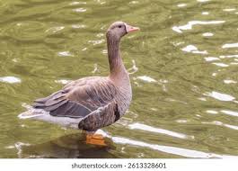 Attēlu rezultāti vaicājumam “Anser albifrons”