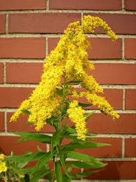 Attēlu rezultāti vaicājumam “Solidago canadensis”