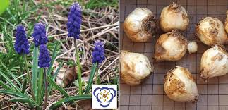 Attēlu rezultāti vaicājumam “Muscari armeniacum”
